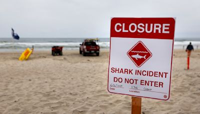 Las playas reabren en Del Mar después de que un nadador fuera mordido por un tiburón el domingo