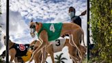 Greyhound amendment ended Florida dog racing. Five years later, some unfinished business.