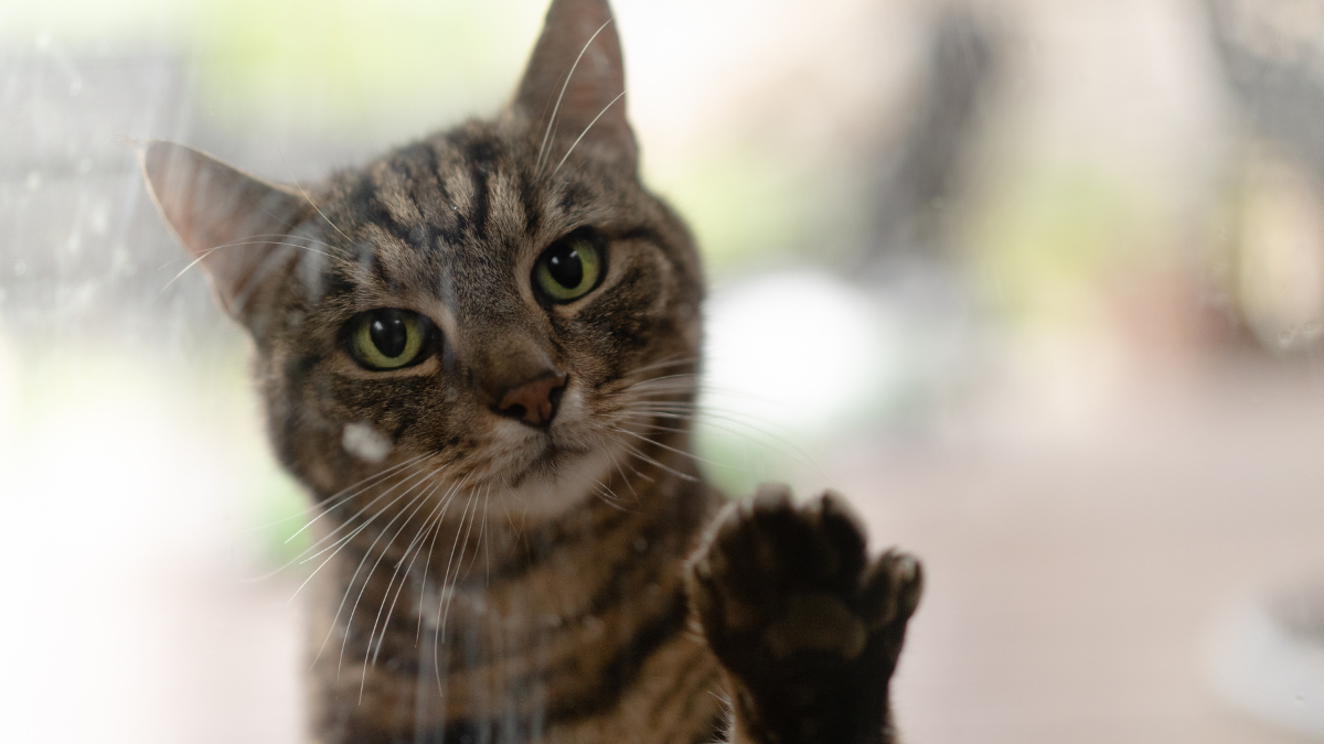 Do Cats Feel Grief? New Study Notes Behavioral Changes in Felines Whose Companion Animals Die