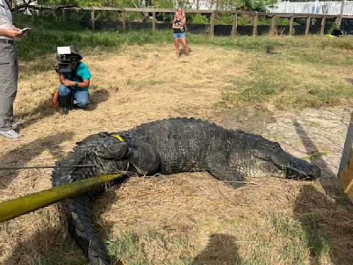 Watch: Alligators put up fight, but SPI sanctuary relocates them ahead of Beryl