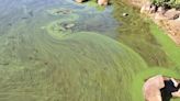 Blue-green algae confirmed in Innisfil waters, Simcoe Muskoka District Health Unit says
