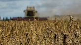 Wheat rallies on concerns about Ukraine exports; profit-taking pressures corn, soy