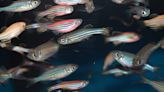 Fish May Feel Each Other's Fear Through the Same Mechanism That Drives Human Empathy