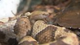 Snake bites common in North Carolina