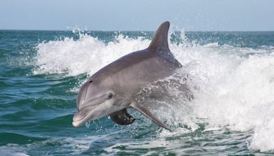 Dauphins : rencontre avec la famille de Flipper