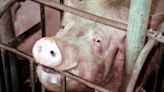 How Pig Welfare Became a States’ Rights Issue