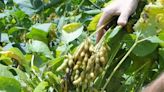 80% de la producción de granos es sostenible - El Diario - Bolivia