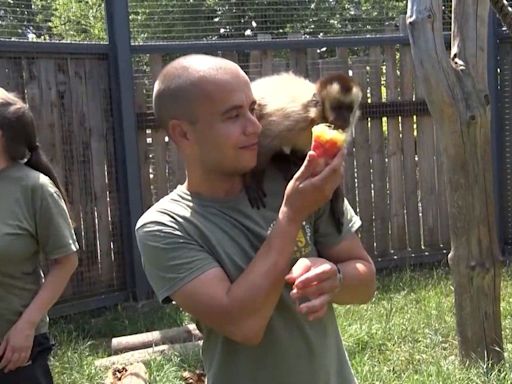 Animals in Bulgarian zoo cool off with homemade ice cream