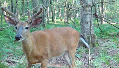 Big bucks go on wild excursions every year. How to capitalize on this movement.