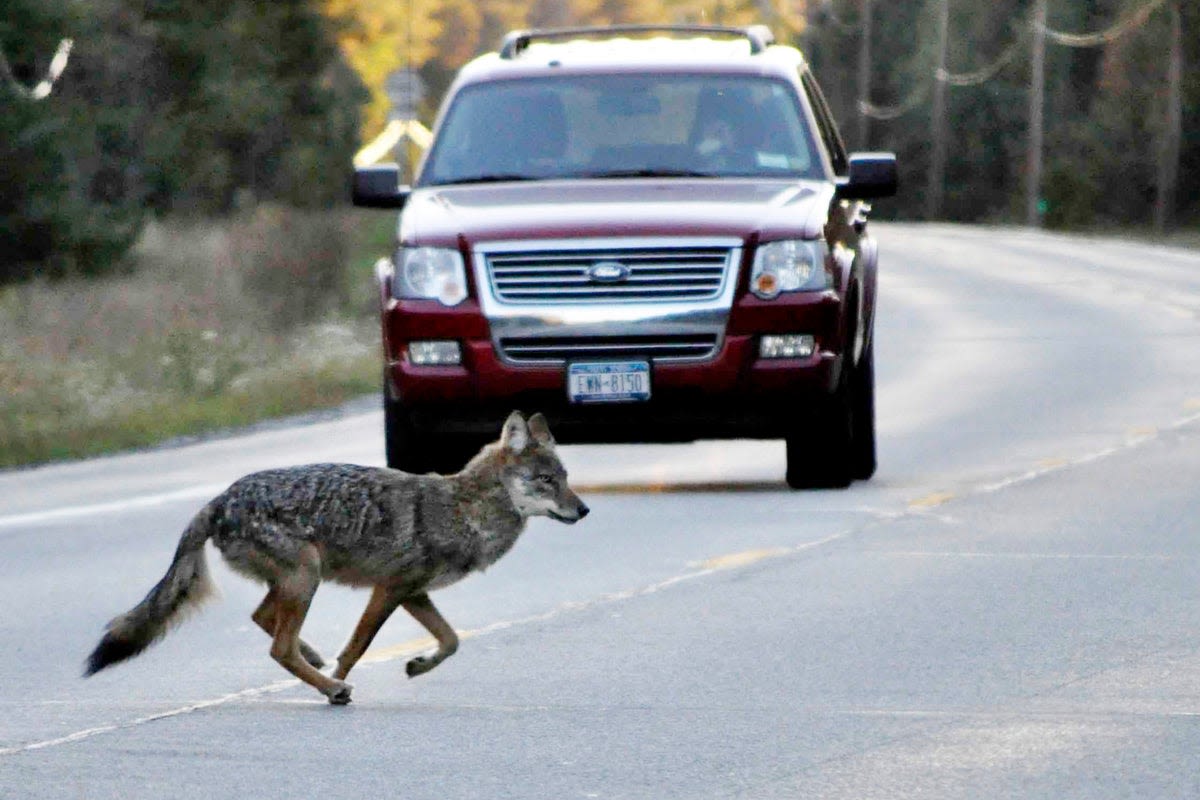 San Francisco Botanical Garden closed after a 5-year-old is bitten by a coyote