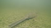 Six rare sawfish deaths in 7 days have scientists baffled amid bizarre Florida fish behavior - WSVN 7News | Miami News, Weather, Sports | Fort Lauderdale