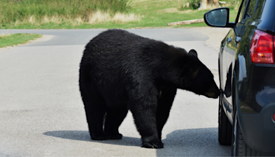 Black Bear Hops Into Woman's Parked Car and Total Chaos Ensues