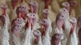 Hundreds of thousands of turkeys are sick. How could that impact your holiday plans?