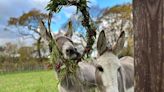 West Country Donkey Sanctuary facing closure sees volunteers fury at bosses' huge wages
