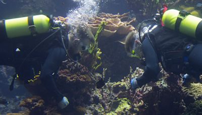 Corals bred in a zoo have joined Europe’s largest reef. This is offering scientists hope