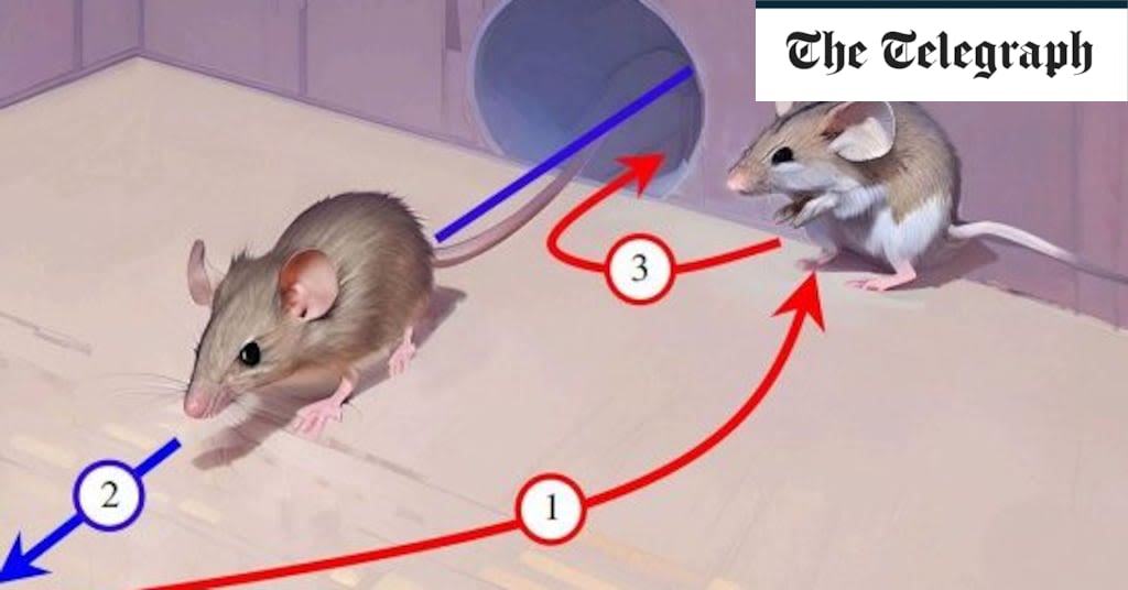 Tom and Jerry was right – mice are crafty and evasive