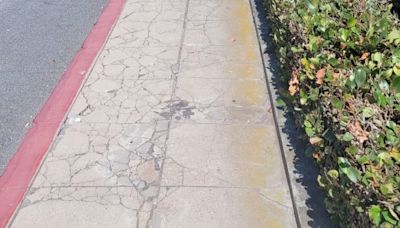 La Jolla News Nuggets: Sidewalk repairs, ‘Redwood,’ scholars, hospitals, more