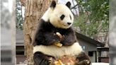 中國贈日大貓熊「旦旦」31號晚間離世 享年28歲