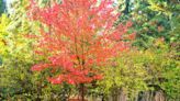 How to Grow and Care for October Glory Maple