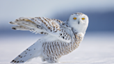 Arctic Fox and Snowy Owl ‘Playing Together’ in the Snow Has People Captivated