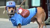 21 Pictures Of Dogs In Halloween Costumes That Are Wayyy Too Cute To Be Even A Little Scary