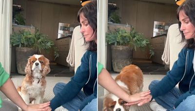 Courteney Cox Posts Hilarious Video of Her Dog Failing the Viral ‘Hands In’ Challenge