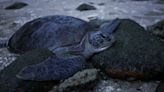 In Malaysia, warmer temperatures mean fewer male turtles, hurting conservation efforts