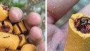 Thru-Hiker Finds Dog Treats Stuffed with Fish Hooks Along the Appalachian Trail