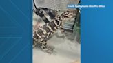 Baby alligator confiscated by Spotsylvania Animal Control