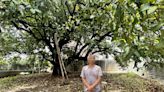 台南新市白蓮霧「家樹」現存亡危機 全區老樹僅剩38棵