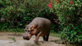 Les hippopotames peuvent voler (ou presque)