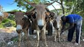 El negocio cosmético detrás de la matanza de millones de burros que se produce cada año