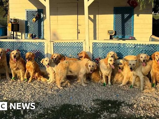 Eastbourne charity scrambles to save dogs amid cull fears