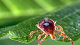 This tick's bite can cause an allergy to red meat, and it's found in Ohio. Here's what to know.