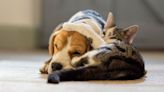 Pet insurance warning - five things you need to know about cover