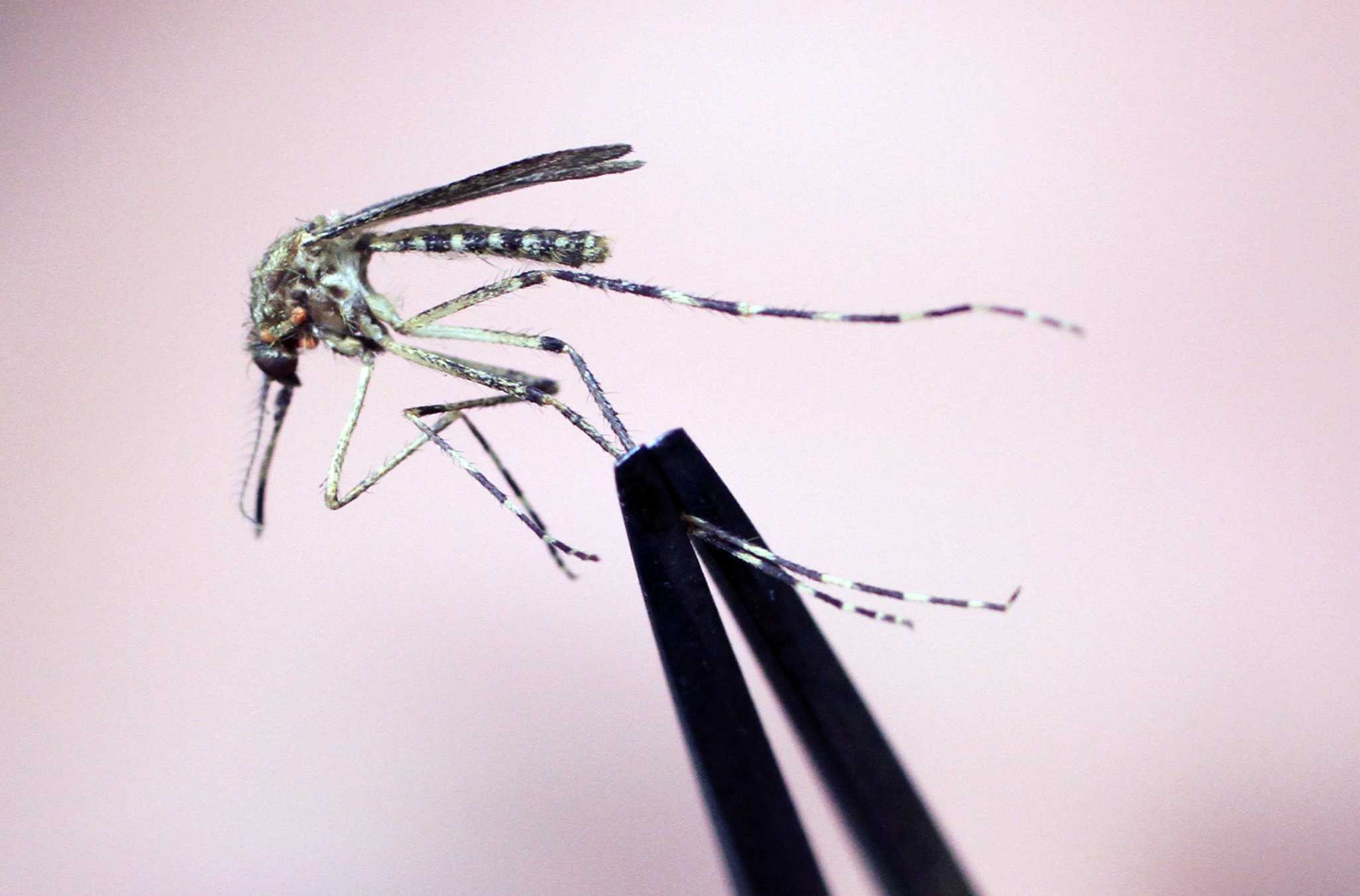 Rare but deadly mosquito disease has New England hotspots warning against going out at night