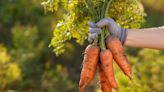 How To Grow And Care For Carrots