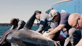 Trackers spot 1200lb great white shark off Florida coast