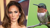 J.Lo’s “This is Me...Now: A Love Story”: Is the hummingbird legend real? A historian weighs in