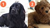 Quiz: Match the dog to their celebrity owner