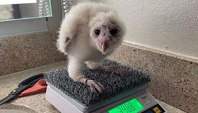 Baby Barn Owl joins Avian Ambassador team at Center for Birds of Prey in Idaho