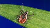 What’s Going Around | Tick season tips, how to stay vigilant as the weather gets warmer