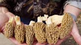 Morel mushrooms have returned to Idaho. What to know, how to avoid ‘poisonous’ lookalikes