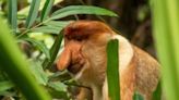 Scientists discover why this endangered monkey’s nose is so big | FOX 28 Spokane