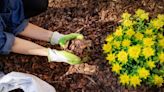 Mulch your garden for summer survival. Here’s how to choose the right materials