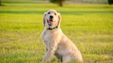 Golden Retriever 'Monitors' His Toys While They Get a Bath in Precious Video