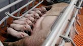 Analysis-China's big pig breeders dig in as losses and debts mount
