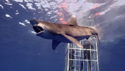 Here's How to Watch Every 'Shocking' Moment of Shark Week 2024