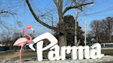 Fowl play: Giant pink flamingo torn from perch near Parma script sign, police searching for culprits