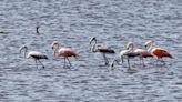 Tropical pink flamingos found on Outer Banks. How did they get to North Carolina?